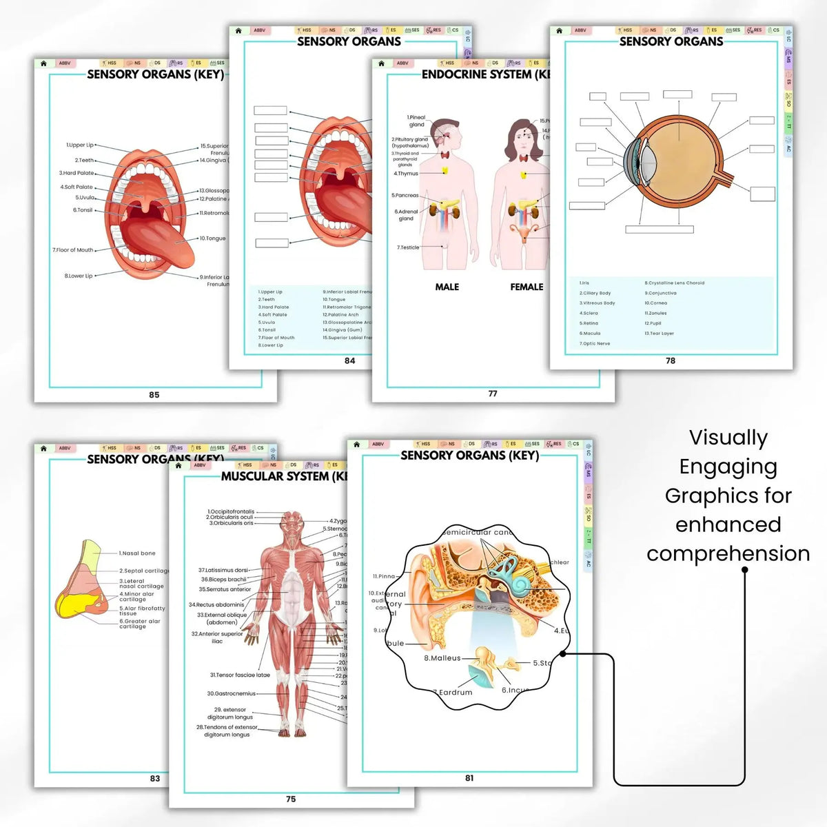 Human Anatomy Annotation Practice Book: Anatomical Learning Guide For Nursing Students College Essentials Learning Materials