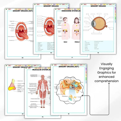 Human Anatomy Annotation Practice Book: Anatomical Learning Guide For Nursing Students College Essentials Learning Materials